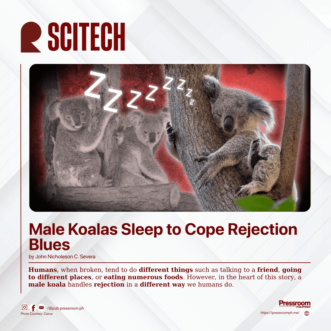 LOVE NAPS | Male koalas sleep to cope rejection blues