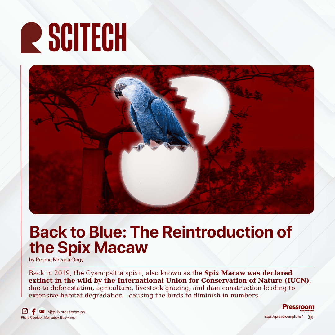 BACK TO BLUE: Reintroduction of Spix Macaw