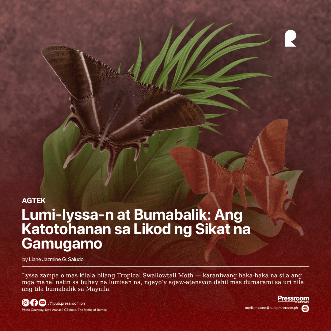 Lumi-lyssa-n at Bumabalik: Ang Katotohanan sa Likod ng Sikat na Gamugamo